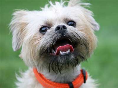 Brussels Griffon